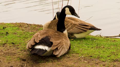 Closeup-of-pair-of-geese-relaxing-by-the-water's-edge