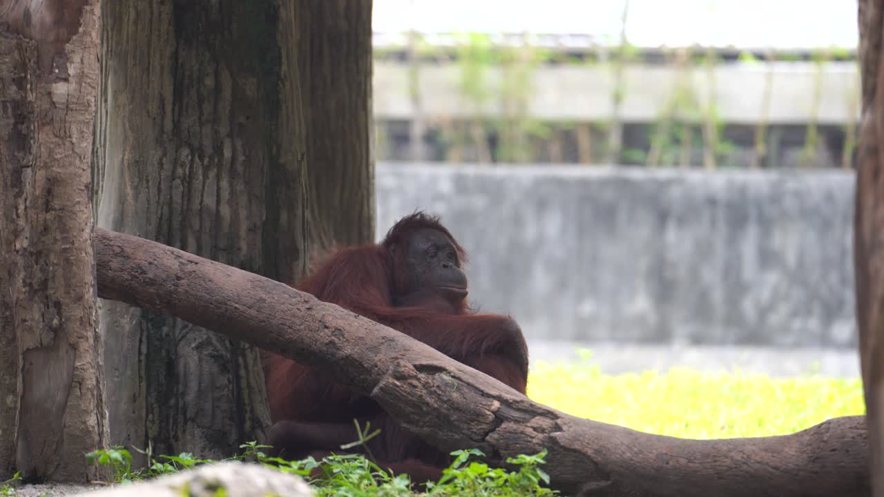 Bornean orangutan relaxing with her child in a zoo park