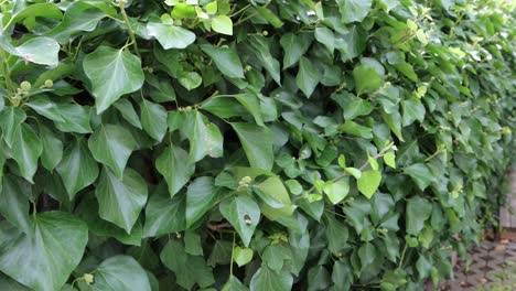 Hojas-Verdes-De-Planta-Soplando-Con-El-Viento-En-Un-Día-Ventoso