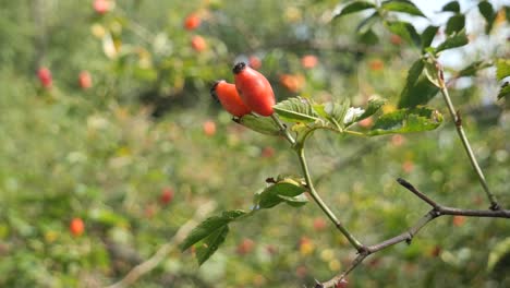 red wild rose hips on a bush gently swaying in the wind on a sunny day