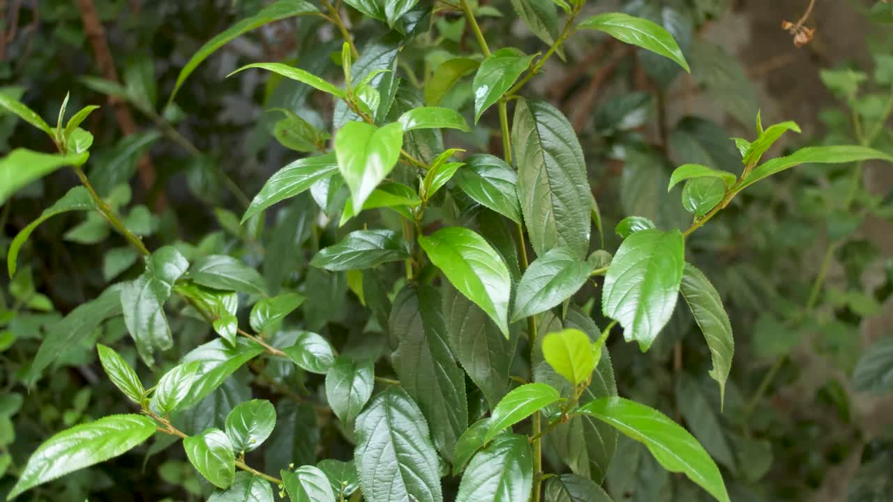 hard wind moving Rhamnus prinoides, the shiny-leaf buckthorn, the ingredient of local tasty traditional local beer in Ethiopia