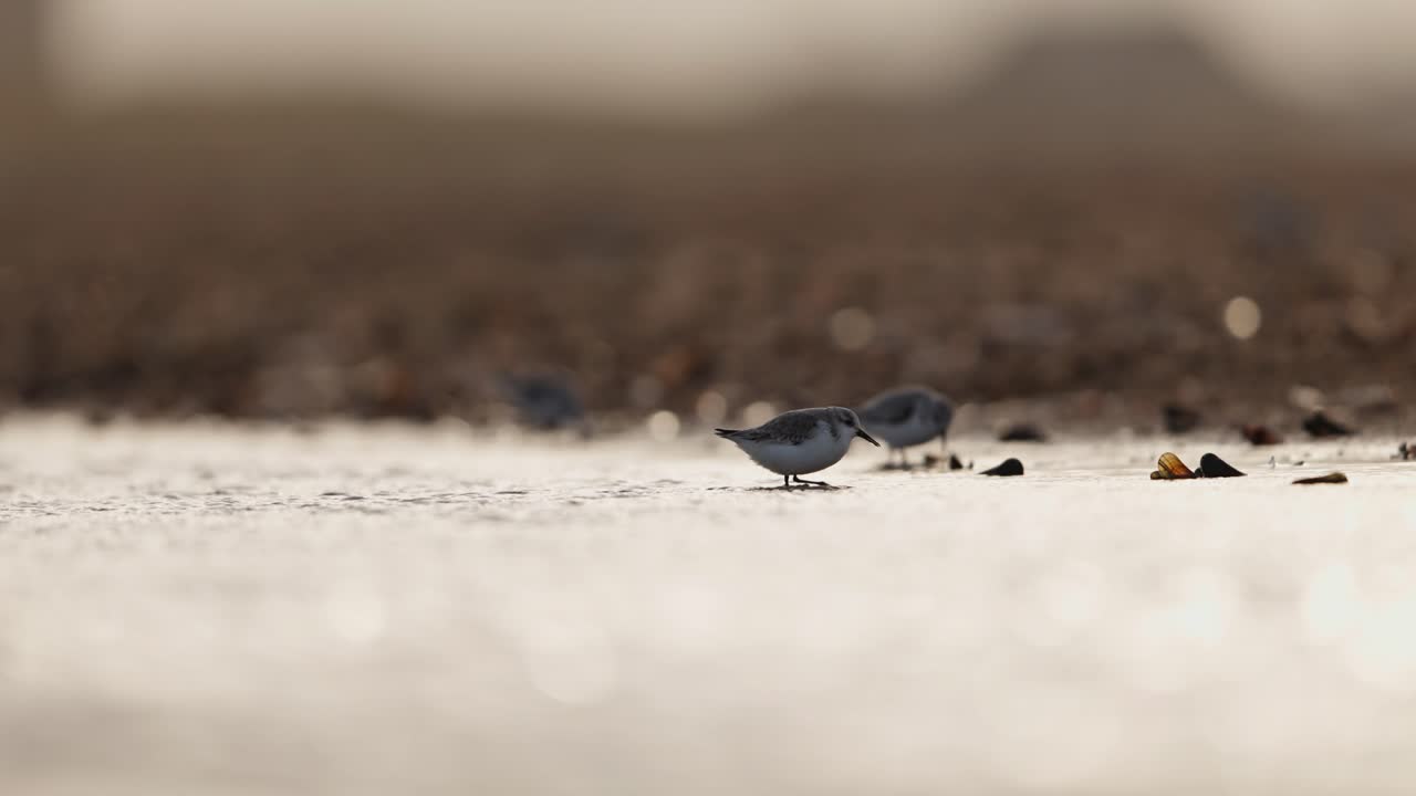 해안에 있는 던린 새