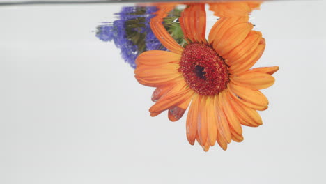 Orange-and-blue-flowers-being-dipped-into-water-from-above,-fresh-clean-feel