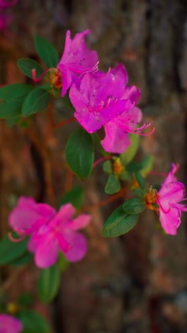 pink azaleas on tree bark