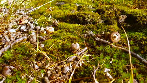 Falling-acorn-on-a-moss-in-a-autumn-forest