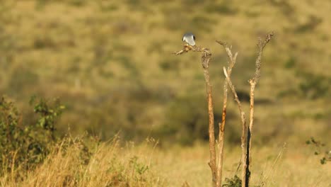 Extreme-wide-shot-of-a-Black-shouldered-Kite-perched-on-a-dead-tree-while-eating,-Greater-Kruger