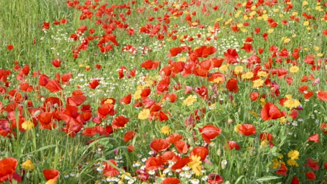 Schöne-Wilde-Blumen-Auf-Einer-Bunten-Wiese-Im-Frühling