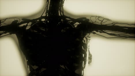 Esqueleto-Humano-Escaneo-De-Huesos-Brillante