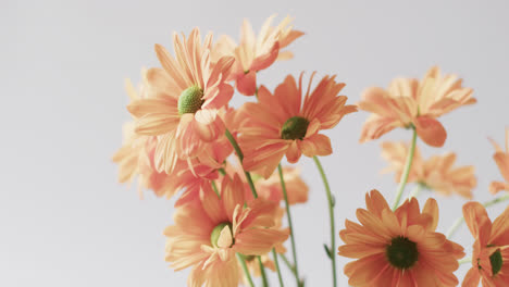 Video-of-orange-flowers-with-copy-space-on-white-background