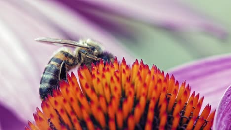 La-Abeja-Melífera-Recolecta-Polen-De-Una-Flor-De-Cono-Púrpura-Y-Naranja-Y-Se-Limpia