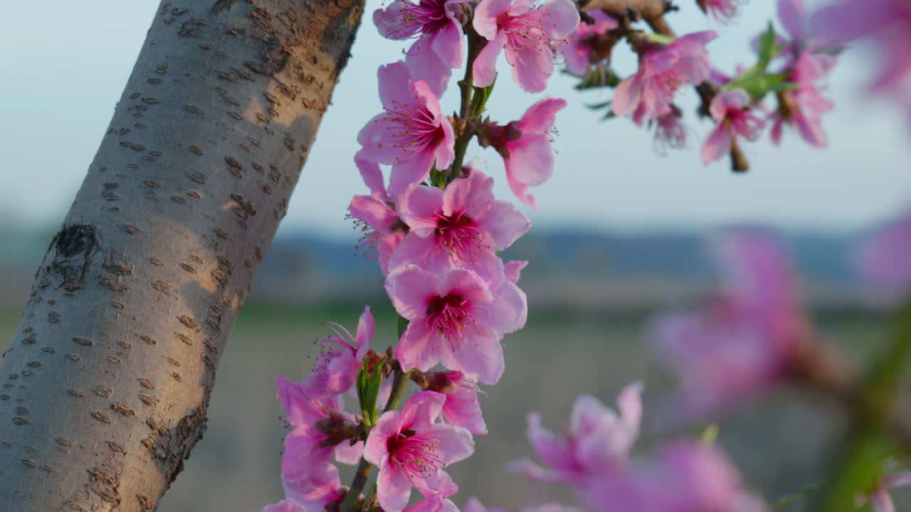 Pink Blossoms Move with the Breeze on a Bright Spring Day