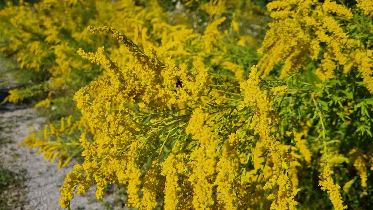 Close-up of a bee collecting nectar on yellow goldenrod (Solidago canadensis) along a Swiss forest trail, illustrating the coexistence of vital pollinators and invasive plant species