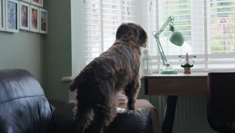 dog looking out the window