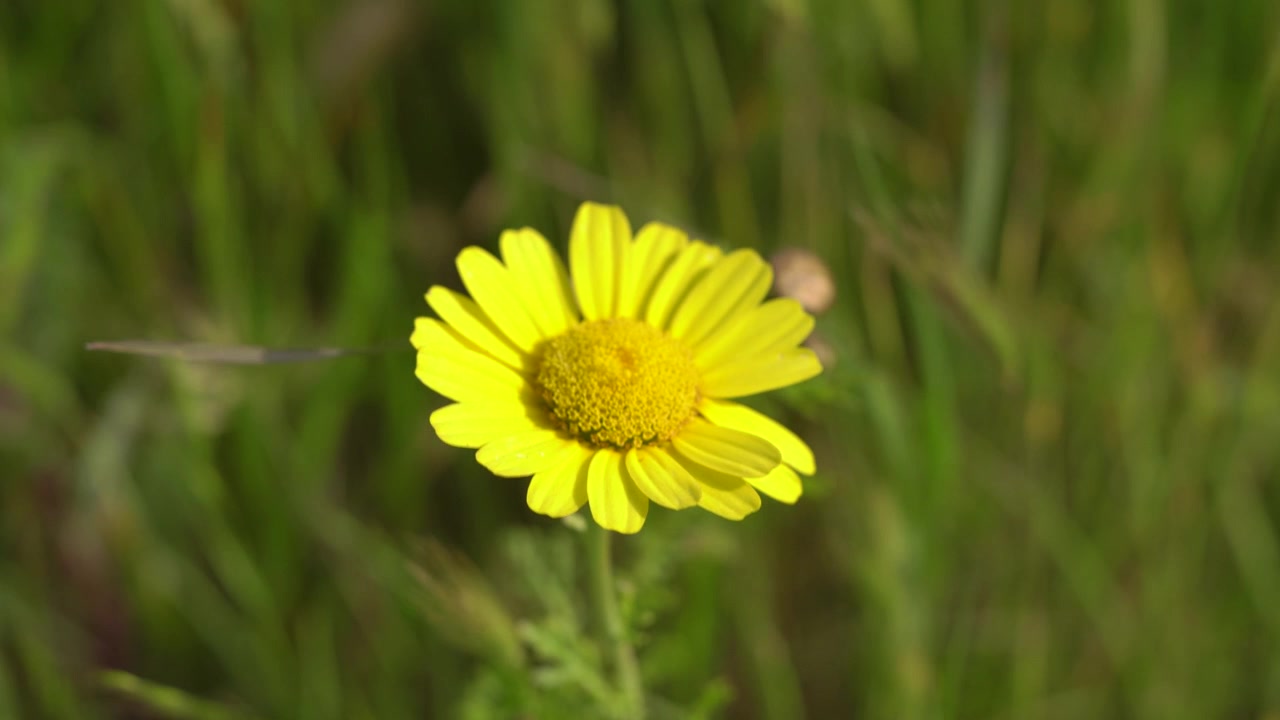 Primavera in piena fioritura di giorno con molti fiori tra il verde e cieli azzurri nuvolosi.
