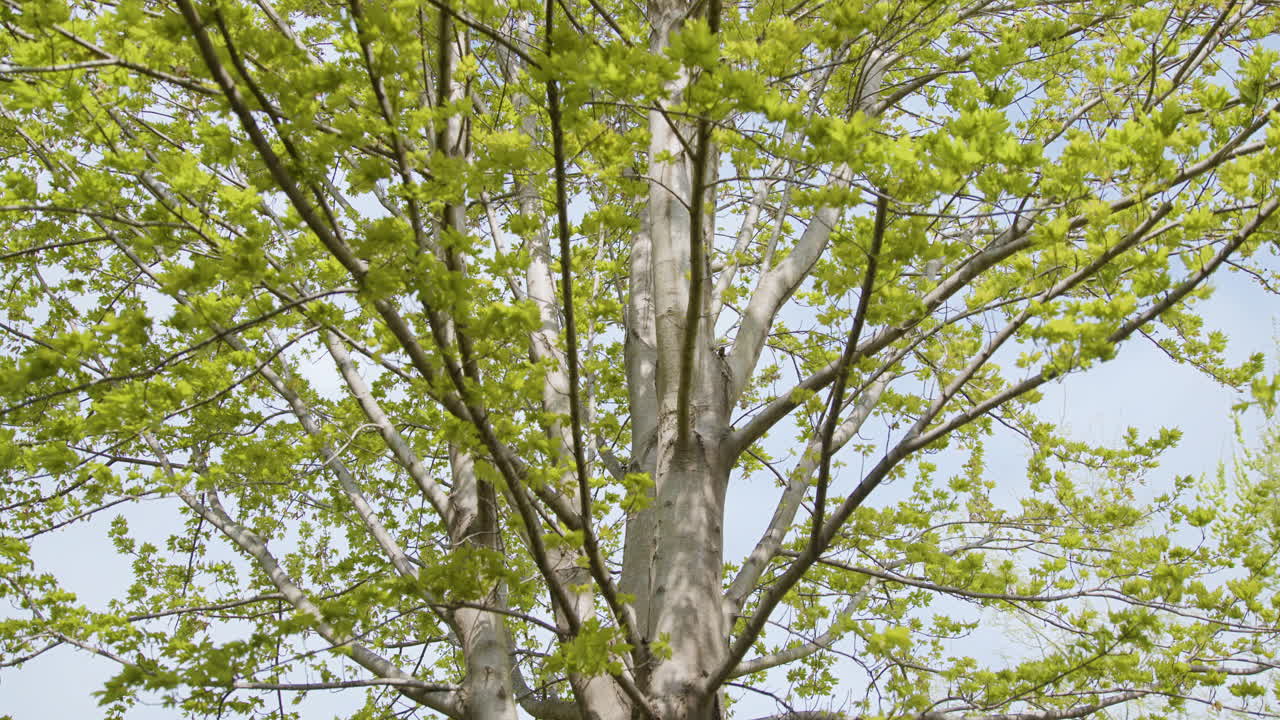 Tree Leaves Blowing in the Wind - Medium Shot
