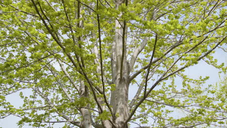 tree leaves blowing in the wind - medium shot