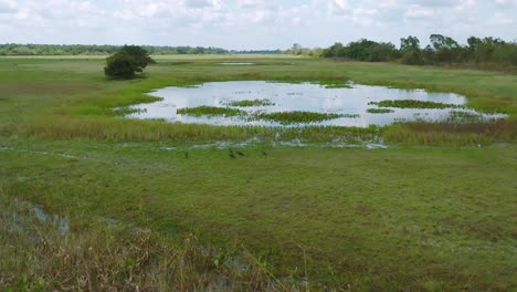 Lush-wetland-in-Arauca,-Colombia-with-birds-in-flight-on-a-clear-day