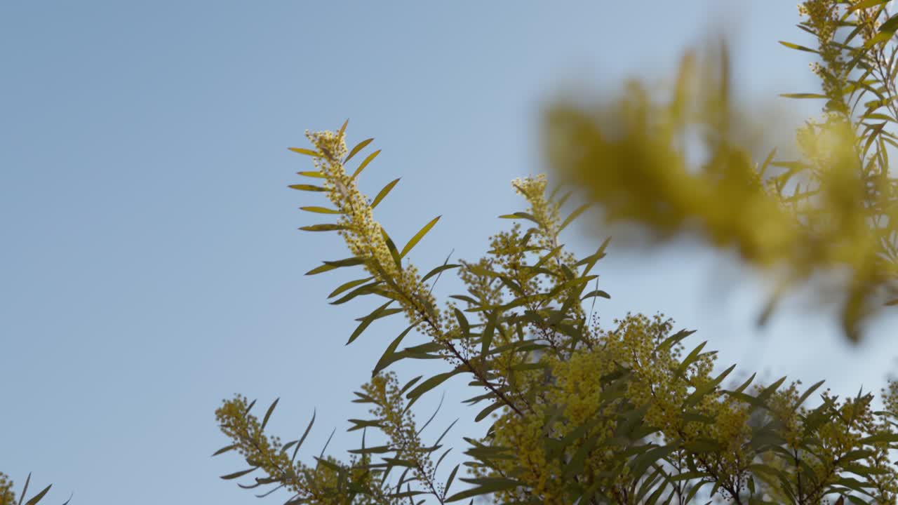 Detailed macro shot of golden wattle flowers moving gently in the spring wind