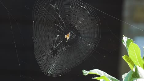 the spider has knit a large web