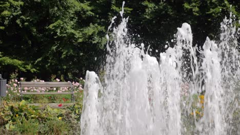 empty bank in green park among blooming roses during sunny summer day