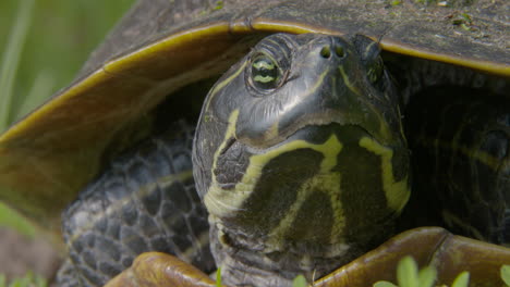 Nahaufnahme-Einer-Schildkröte-In-North-Carolina