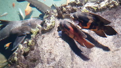 oscar fish swimming above a suckermouth catfish