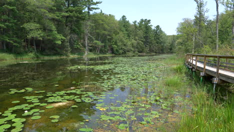 View-Of-Wooden-Footpath-Next-To-A-Pond-Filled-With-Lilies-Surrounded-By-Lush-Green-Vegetation-At-Pinery-Provincial-Park,-Ontario,-Canada