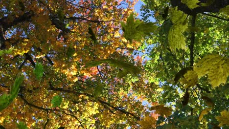 animación de varias hojas que caen sobre el bosque verde