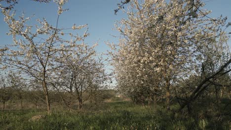 slow drone dolly pullback in apple orchard with trees in full springtime bloom