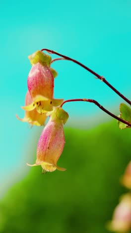 this enchanting scene captures the radiance of a kalanchoe plant bathed in sunlight, nestled amidst lush green grass under a canopy of clear, azure skies