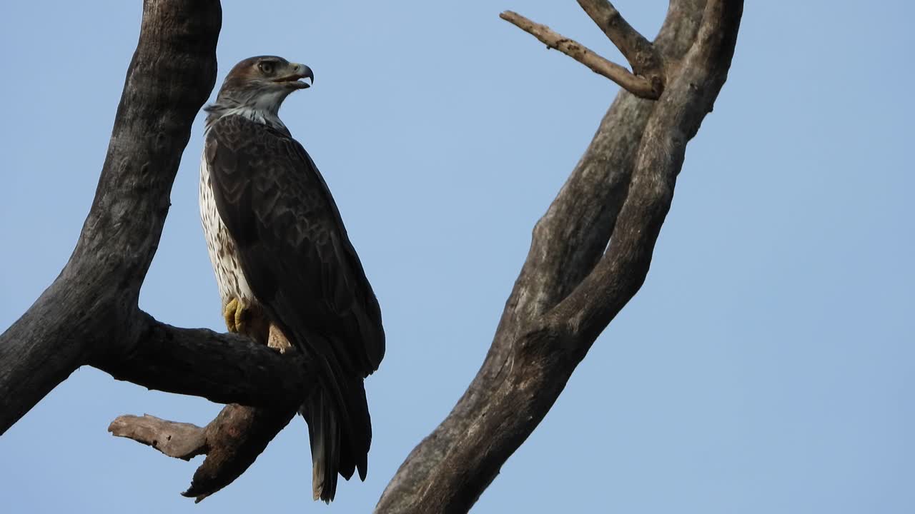 aguila en arbol video uhd mp4 4k