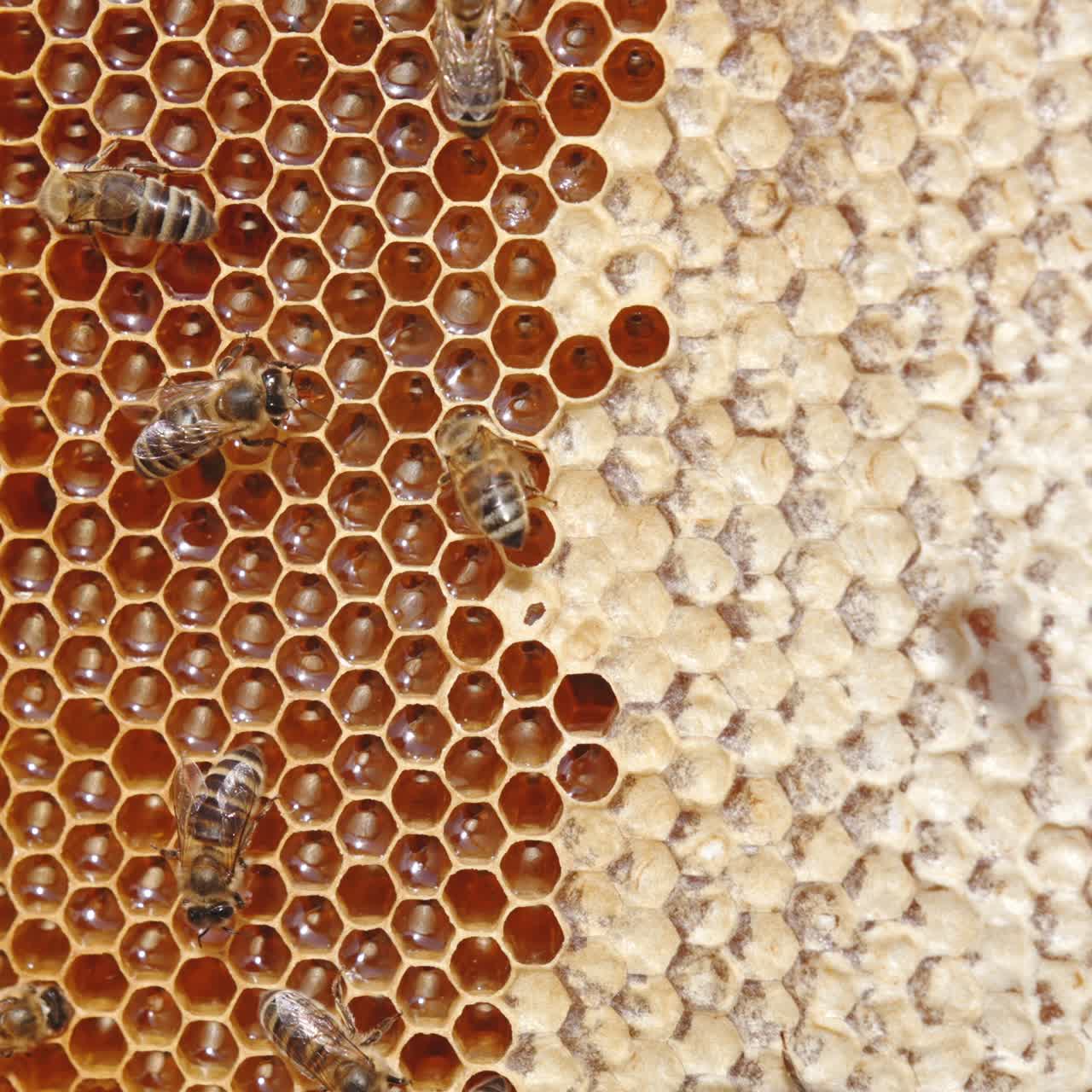 Fresh useful organic honey shining in the cells of honeycombs. Bees walking over the frame and sealing the cells with honey. Close up