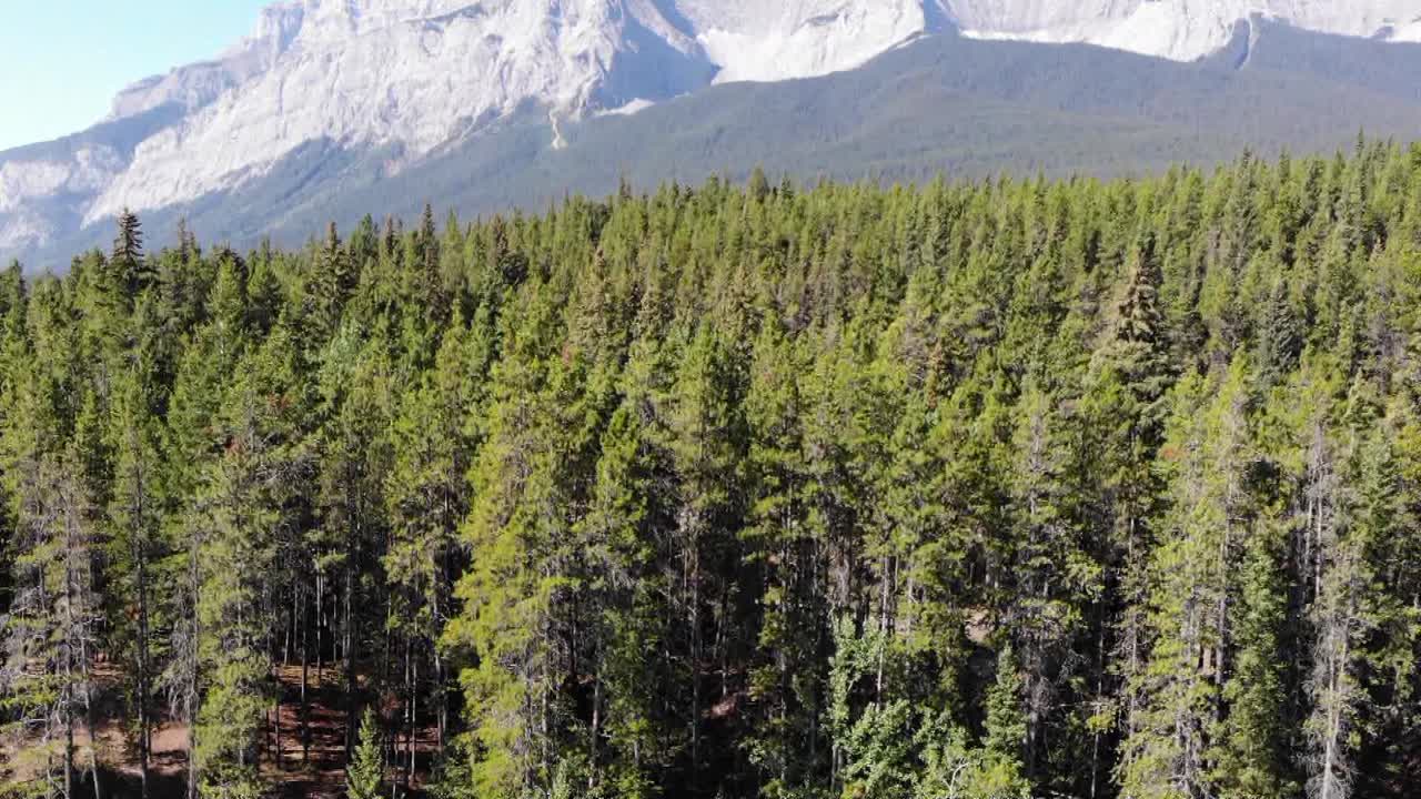 imágenes de drones entre árboles en canadá