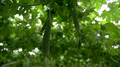 Green-colored-baby-bitter-melon-growing-on-vine-in-enclosed-area-filmed-as-handheld-close-up-shot