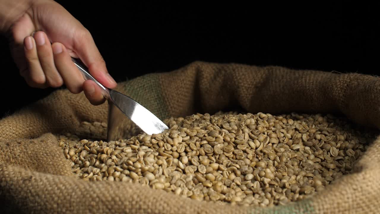 Hand Scooping Green Coffee Beans from a Burlap Bag