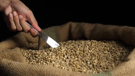 hand scooping green coffee beans from a burlap bag