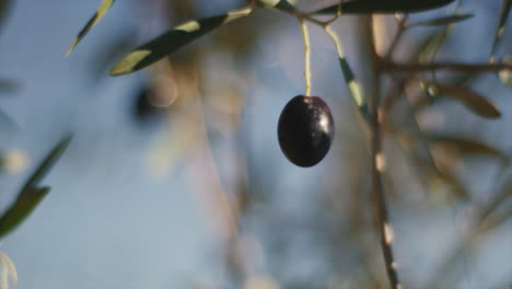 Olive on a Branch