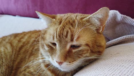 Orange---red-ginger-cat-on-a-sofa-is-on-the-edge-of-falling-asleep-while-beeing-petted