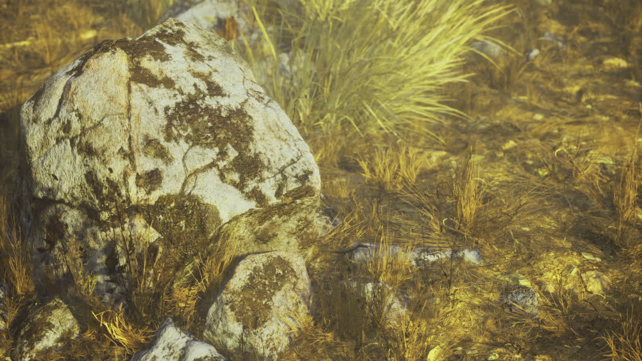 Grass and stones on the ground in a natural outdoor setting