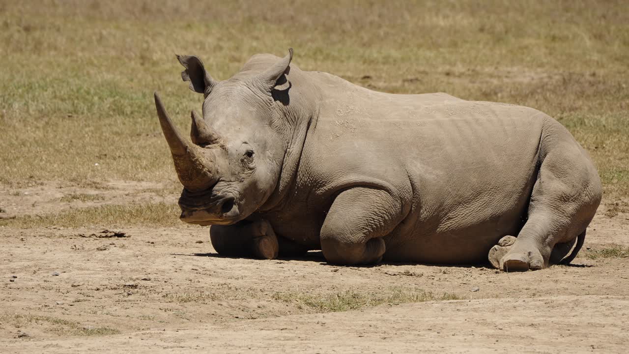 A southern white rhinoceros resting peacefully on the African savanna. The large animal is lying on the floor, showing its massive size and calm behavior in the wild