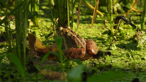 rana en el área del estanque - relajante - flotando en busca de comida