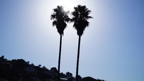 silhouettes of two tall palm trees against morning blue sky, menorca, spain