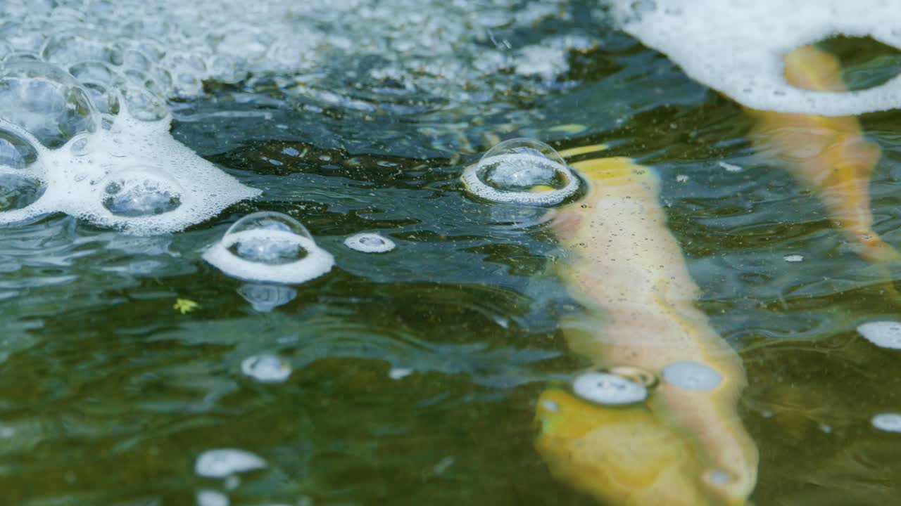 Golden koi fish swim under bubbling water, sunlight reflecting, close-up, dynamic surface movement