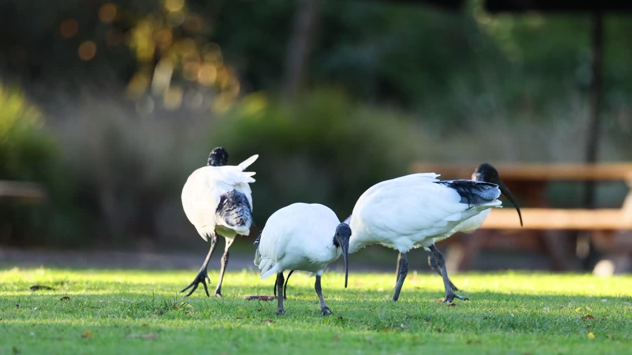 먹이 를 함께 찾는 이비스 새 들