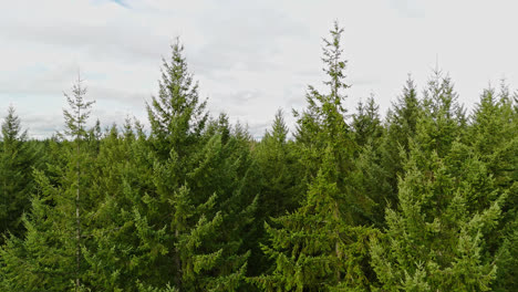 pacific northwest slow moving view moving forward through evergreen forest tree tops on cloudy day in washington state