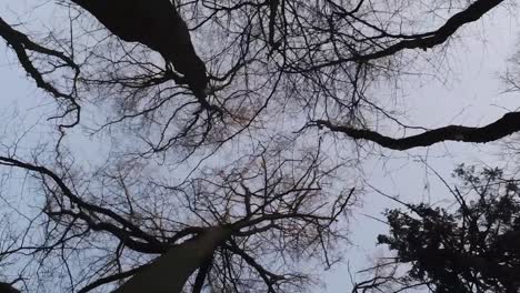 Vertikaler-Dolly-Schuss,-Der-Zwischen-Kahlen-Winterbäumen-In-Einer-Trostlosen,-Gruseligen-Winterlandschaft-Aufblickt