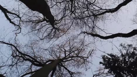 Vertical dolly shot of looking up among bare winter trees in a desolate scary winter landscape