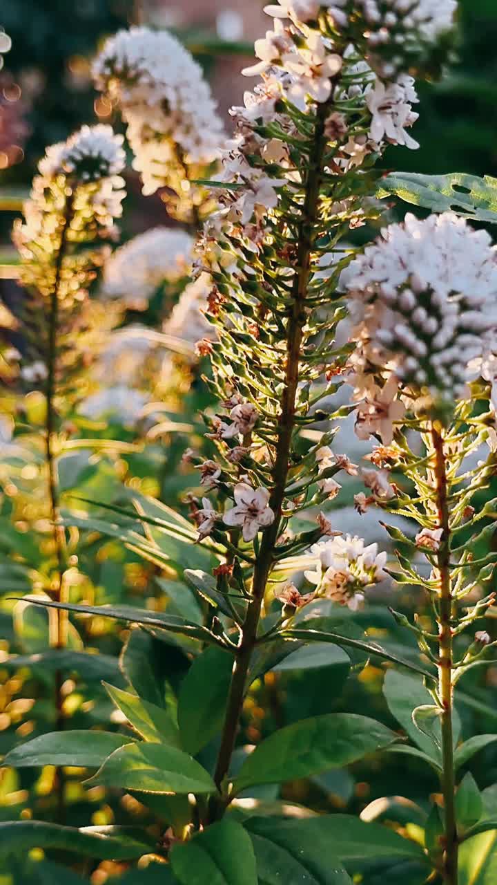 flores blancas a la luz del sol