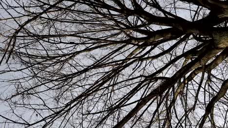 rotación completa de ramas secas de árboles en invierno