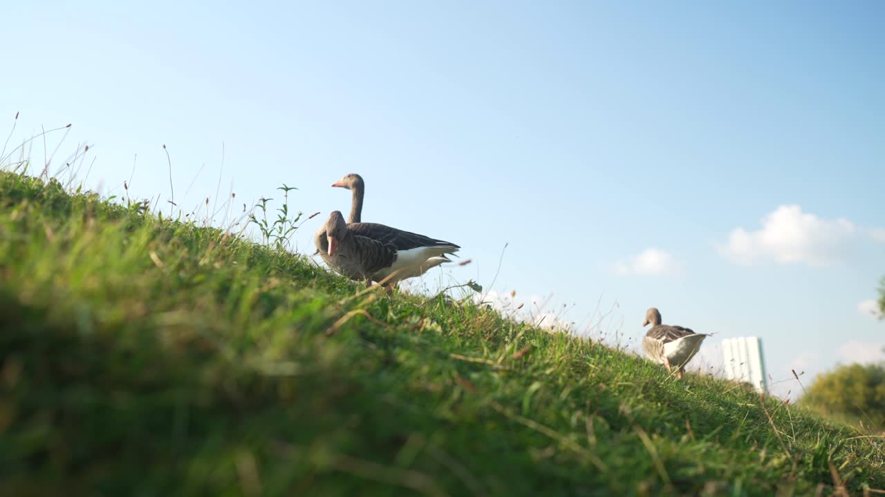 Geese and ducks foraging on green grass in slow motion, low angle under a blue sky alongside sidewalk walking path, shallow depth of field
